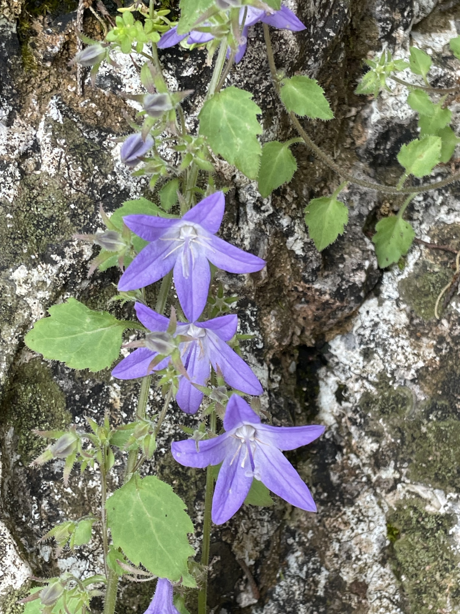 Adriatic Bellflower (Campanula garganica)