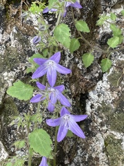 Campanula garganica, photograph (c) nevwright, some rights reserved (CC BY)