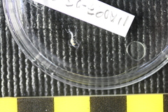 Image of Dulichiopsis barnardi