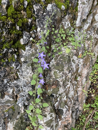 Campanula garganica, photograph 2