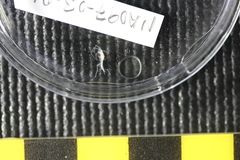 Dulichiopsis barnardi