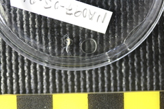 Dulichiopsis barnardi