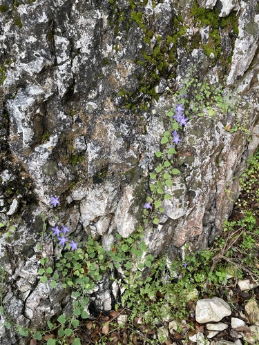 Campanula garganica, photograph 3