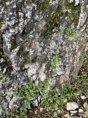 Campanula garganica, photograph (c) nevwright, some rights reserved (CC BY)