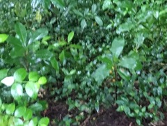 Corynocarpus laevigatus