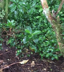 Corynocarpus laevigatus