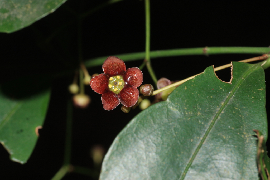 Euonymus crenulatus