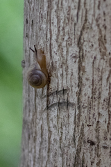 Gastropoda