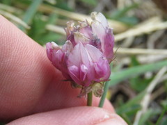 Trifolium parryi