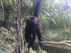 Eulemur macaco