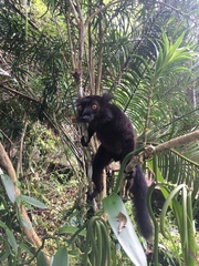 Eulemur macaco
