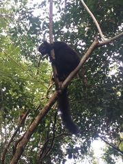 Eulemur macaco