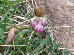 Trifolium parryi