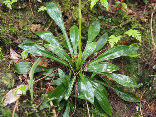 Helonias umbellata, photograph 1