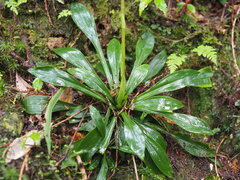 Helonias umbellata, photograph 葉子, CC0, iNaturalist via GBIF