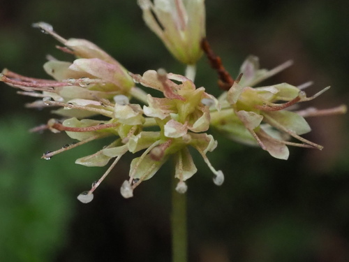 Helonias umbellata