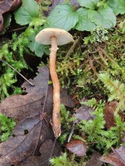 Cystoderma amianthinum rugosoreticulatum