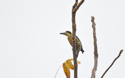 Beautiful Woodpecker (Melanerpes pulcher), photo 5
