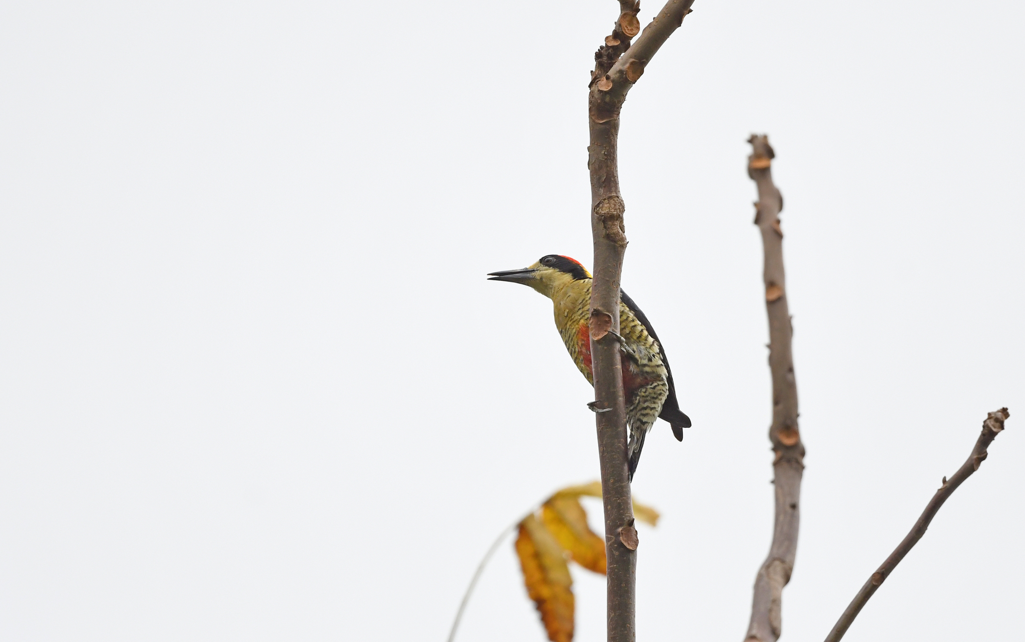 Beautiful Woodpecker (Melanerpes pulcher), photo 5