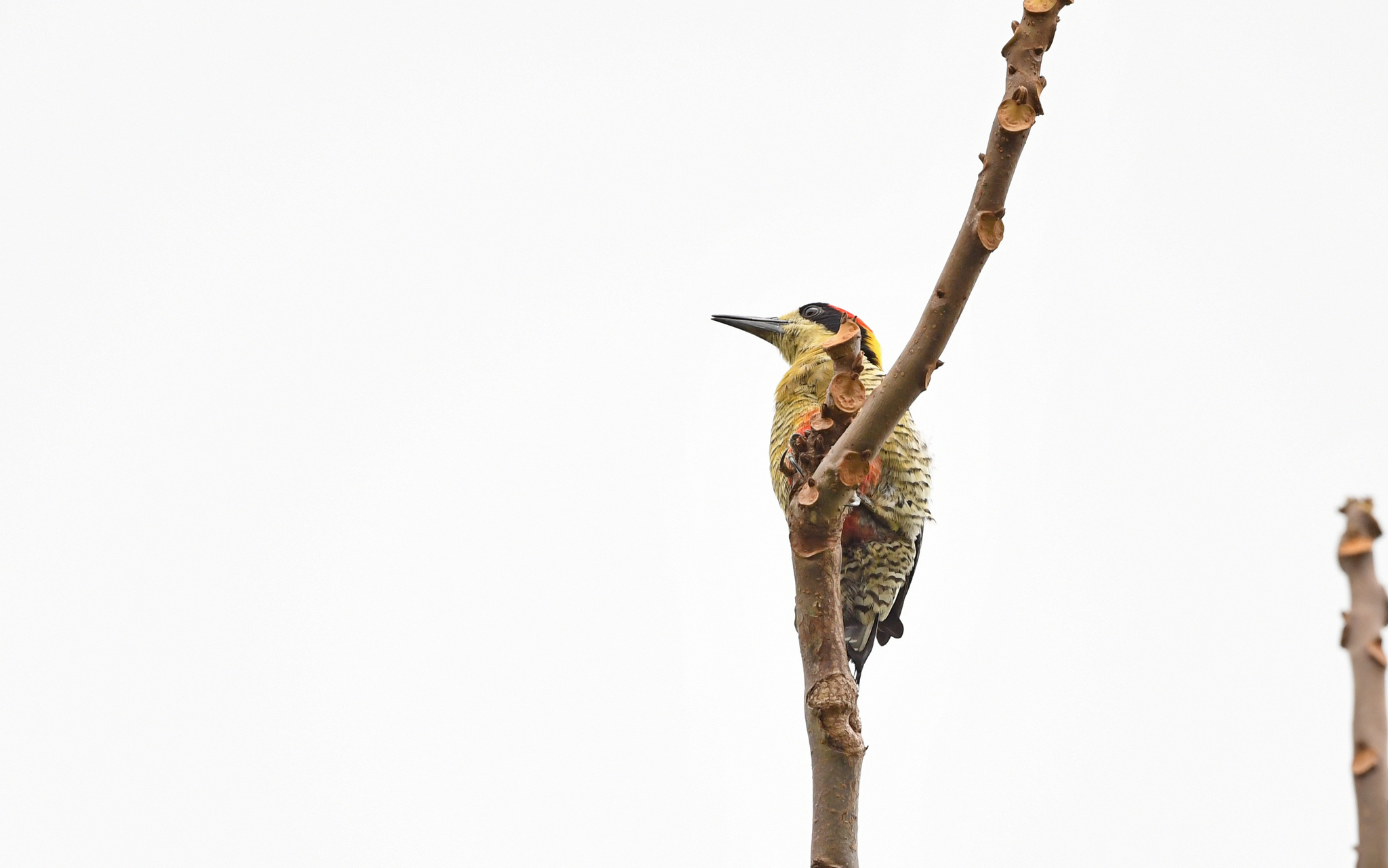 Beautiful Woodpecker (Melanerpes pulcher), photo 6