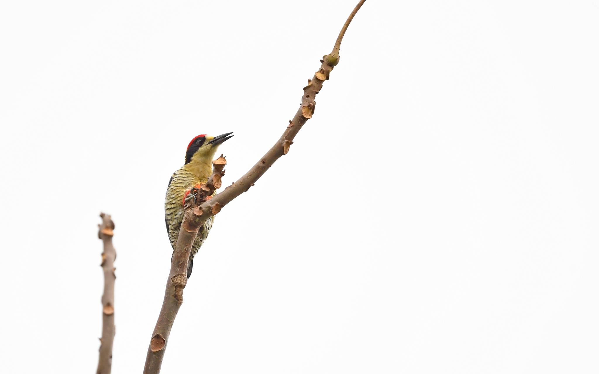 Beautiful Woodpecker (Melanerpes pulcher), photo 7