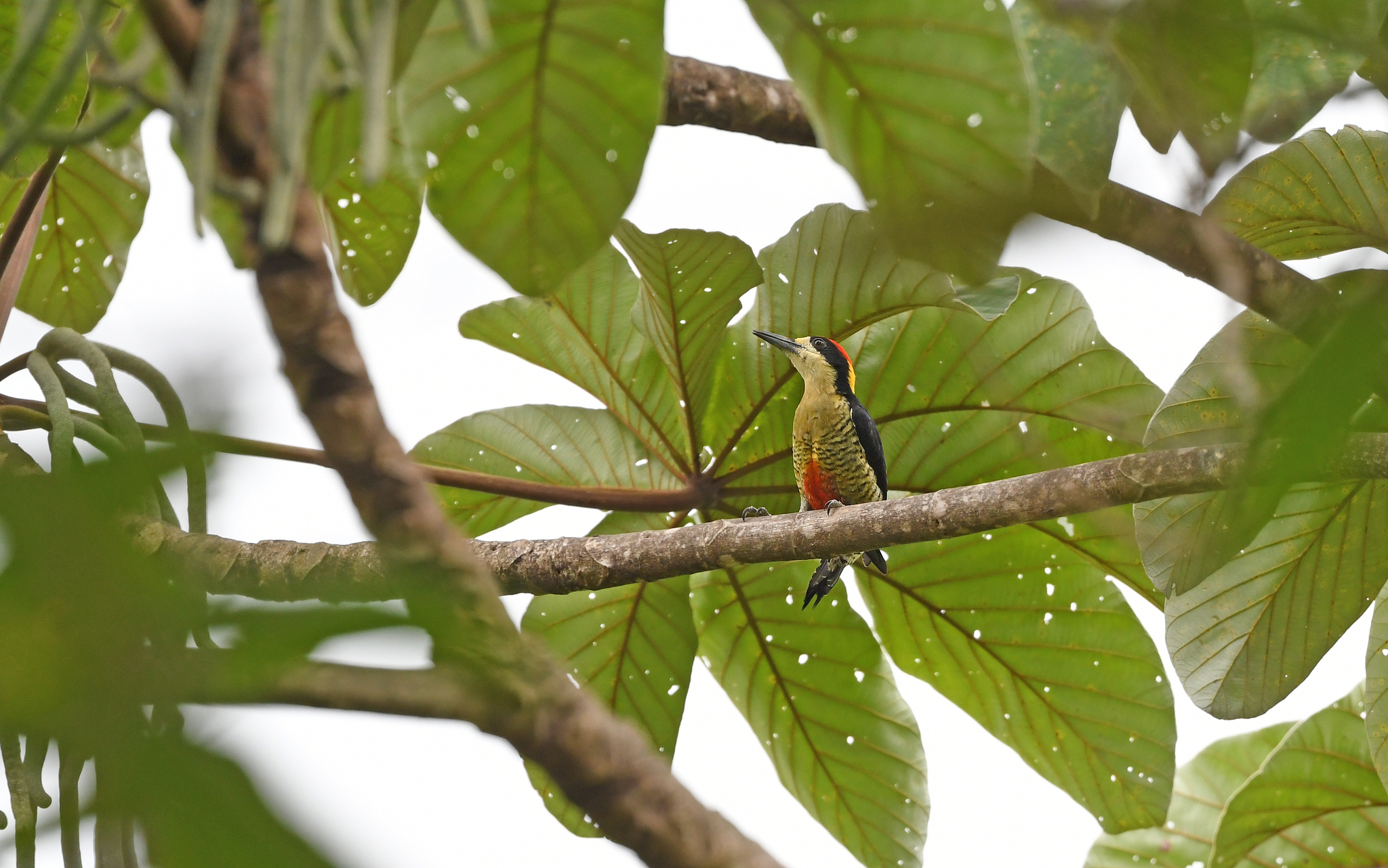 Beautiful Woodpecker (Melanerpes pulcher), photo 8