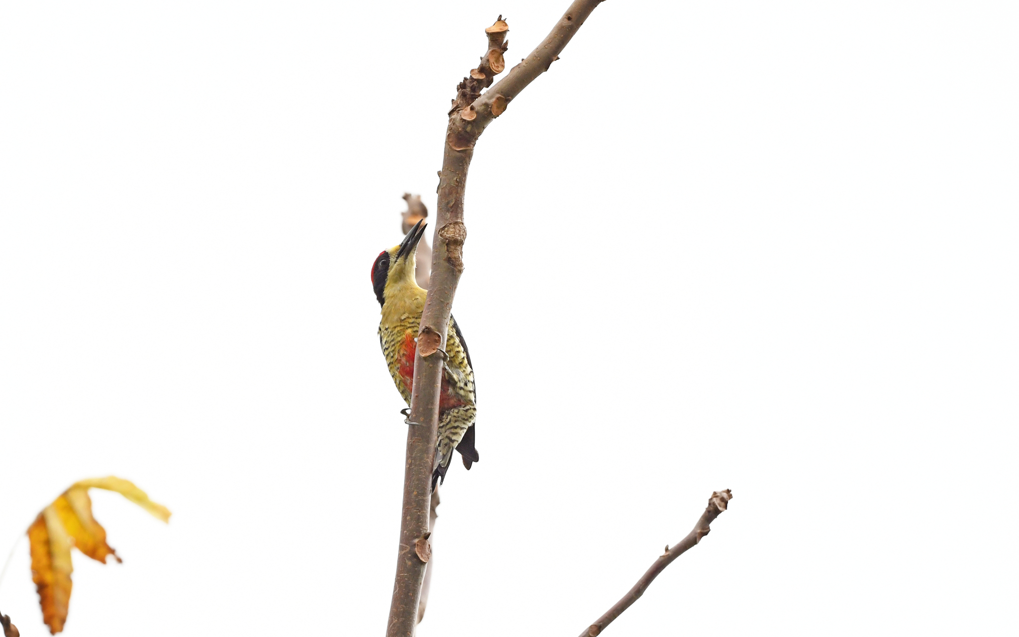 Beautiful Woodpecker (Melanerpes pulcher), photo 10