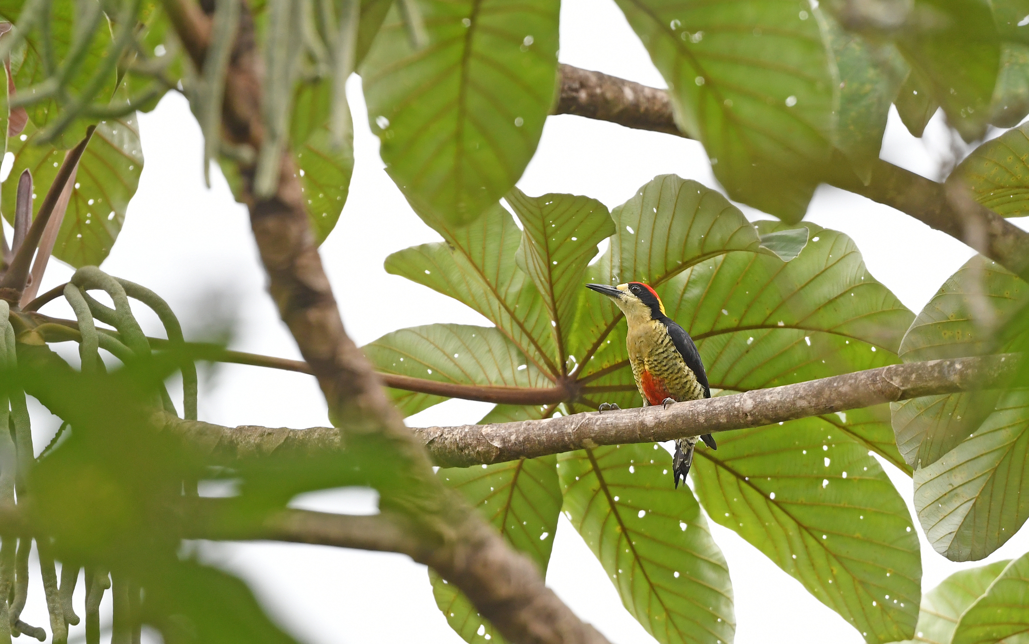 Beautiful Woodpecker (Melanerpes pulcher), photo 9