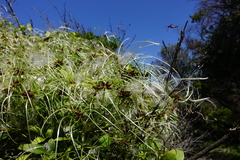 Clematis decipiens