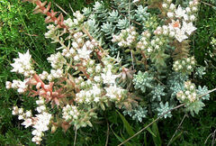 Sedum farinosum image