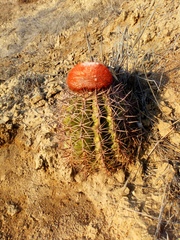 Melocactus peruvianus