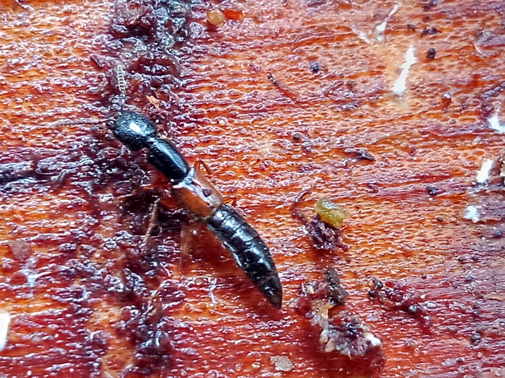 Nudobius lentus