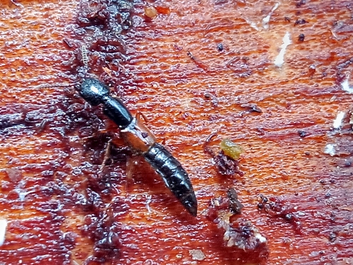 Nudobius lentus