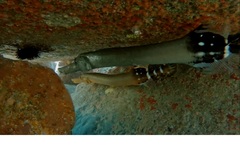 Aulostomus strigosus