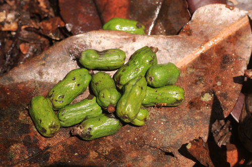 Cryptocarya wightiana observed 2023-05-02
