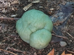 Nostocaceae