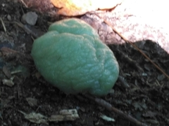 Nostocaceae