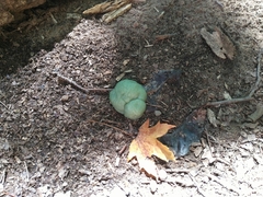 Nostocaceae