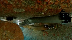 Aulostomus strigosus
