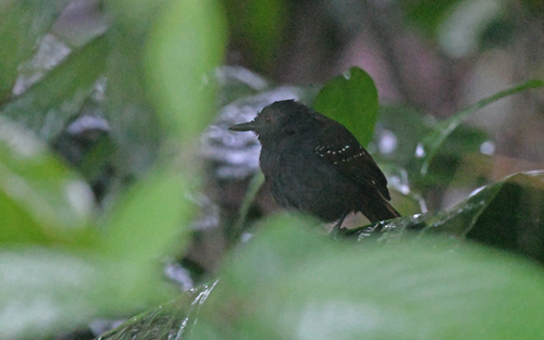 Magdalena Antbird (Sipia palliata), photo 4