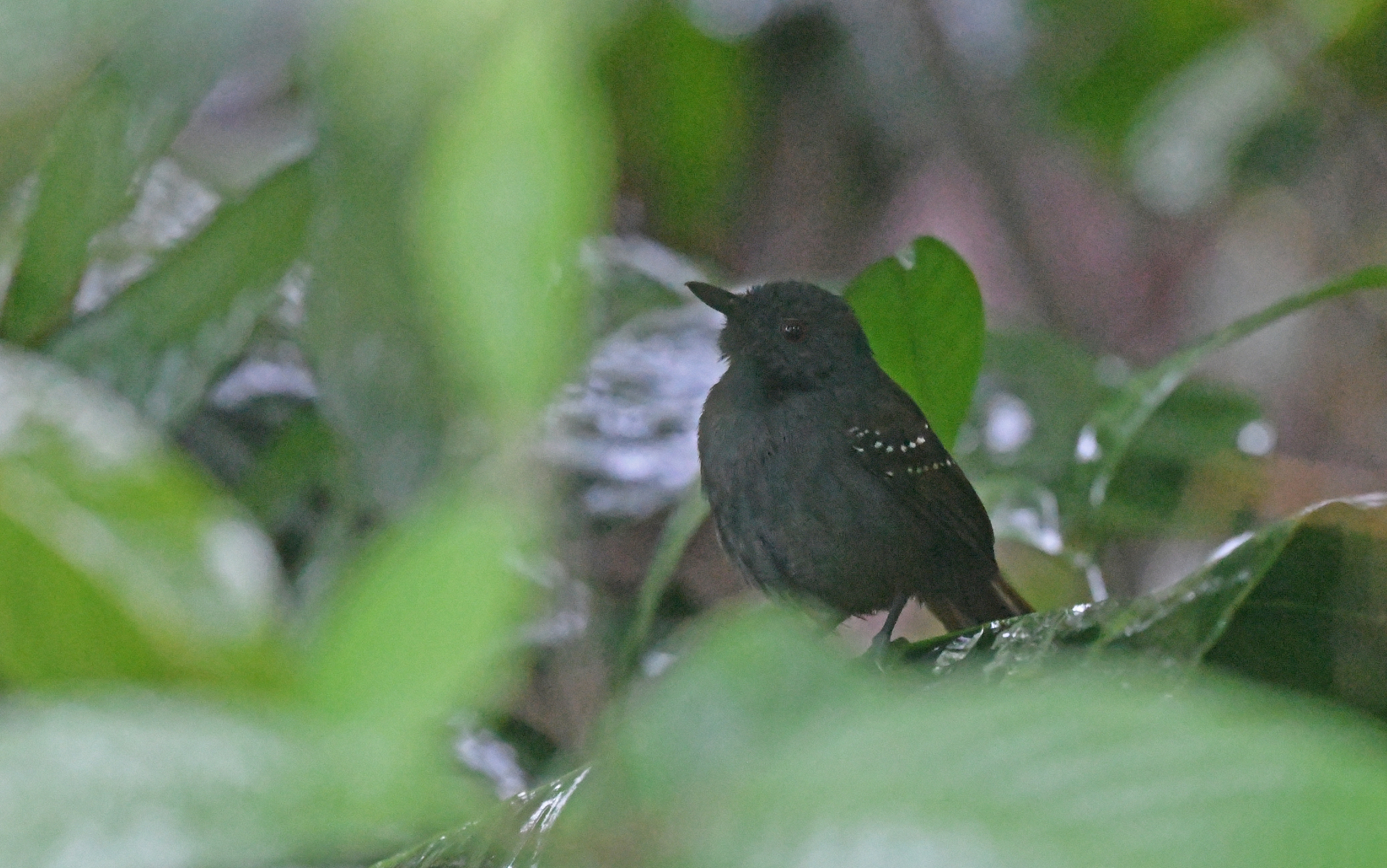 Magdalena Antbird (Sipia palliata), photo 2