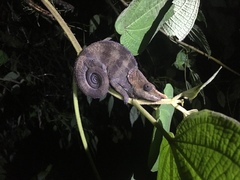Calumma crypticum