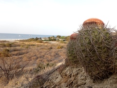 Melocactus peruvianus