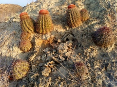 Melocactus peruvianus