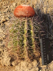 Melocactus peruvianus