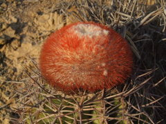 Melocactus peruvianus