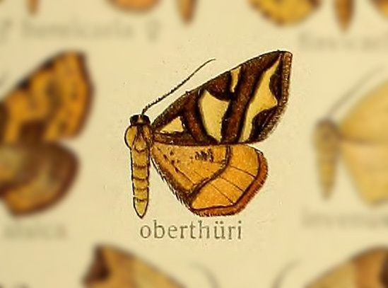 Pseudopanthera oberthuri