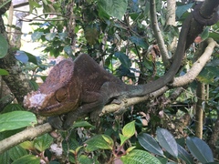 Calumma parsonii parsonii