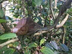 Calumma parsonii parsonii