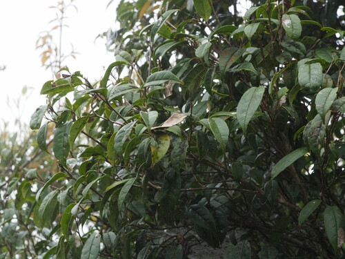 Sycopsis sinensis (Sycopsis sinensis)